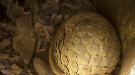 živali pangolin krivolov divji lovci