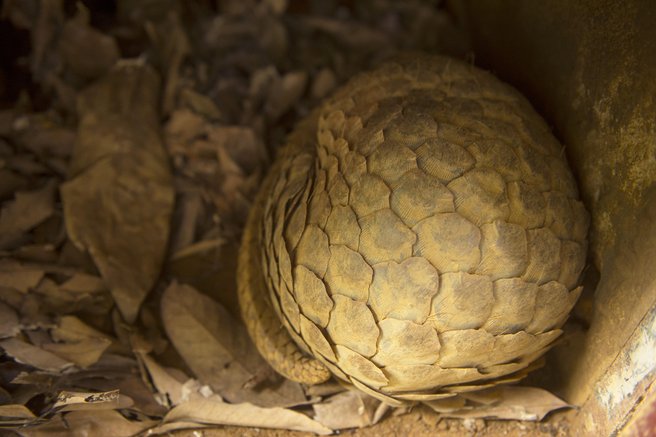 živali pangolin krivolov divji lovci