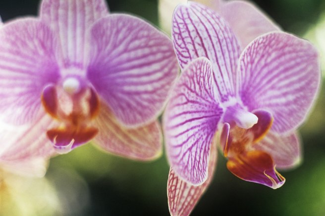 Cvetoča orhideja
