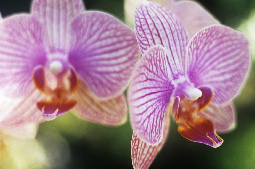Skrivnost, kako spodbuditi orhidejo, da zacveti, je v tej 'čarobni tekočini', ki jo pripravite doma (foto: Profimedia)