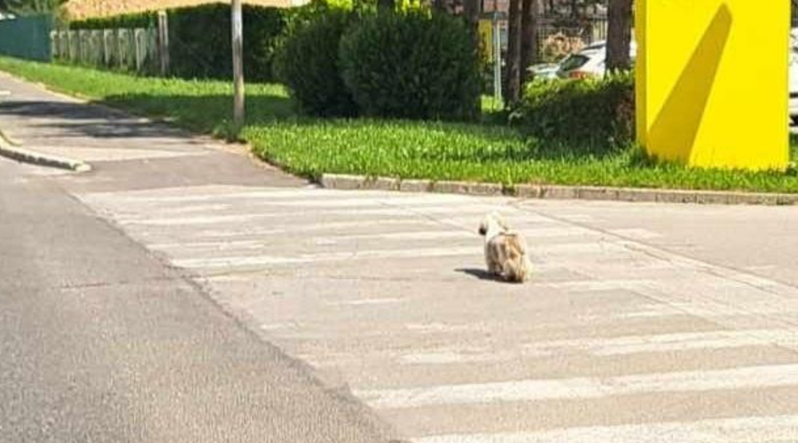 Iskalna akcija na Gorenjskem se nadaljuje (niso obupali, a zdaj je na potezi Lili) (foto: Facebbok/K9 iskanje pogrešanih - Slovenija)