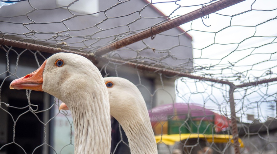 V Sloveniji potrjena primera ptičje gripe pri perutnini: preverite, kje (pozivajo k previdnosti) (foto: Profimedia)