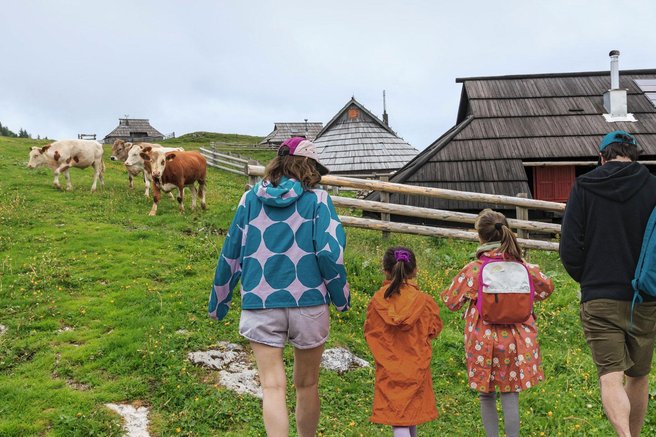 živali krava bik napad planina
