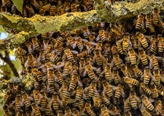 Veste, kaj morate nemudoma storiti, če opazite čebelji roj?