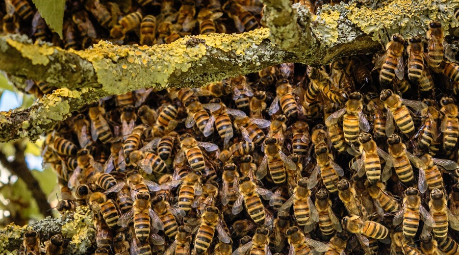 Veste, kaj morate nemudoma storiti, če opazite čebelji roj? (foto: Profimedia)