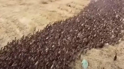 živali race polje kmetje riževo polje pomoč plevel polži