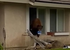 V Kaliforniji v hiše vlamlja medved sladkosned (s plenom v gobcu so ga ujele kamere)