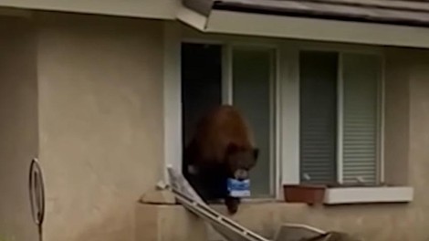 živali medved Kalifornija piškoti sladkosned