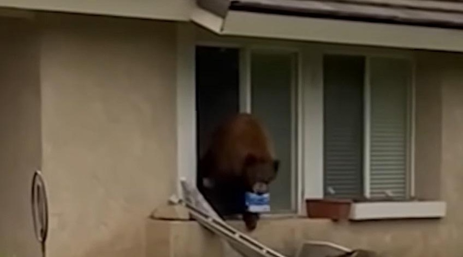 V Kaliforniji v hiše vlamlja medved sladkosned (s plenom v gobcu so ga ujele kamere) (foto: Youtube/posnetek zaslona)
