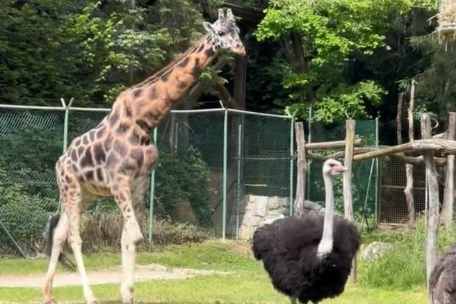 živali žirafa živalski vrt ZOO Ljubljana