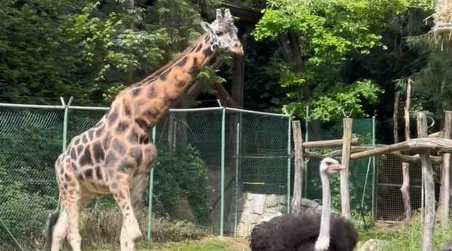 Vas je kdaj zanimalo, kako pije žirafa? (Poglejte posnetek iz ZOO Ljubljana) (foto: ZOO Ljubljana/Facebook/posnetek zaslona)