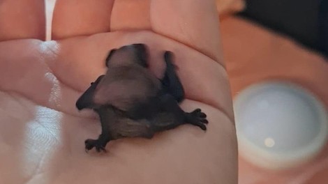 živali veterinar veterinarji netopir