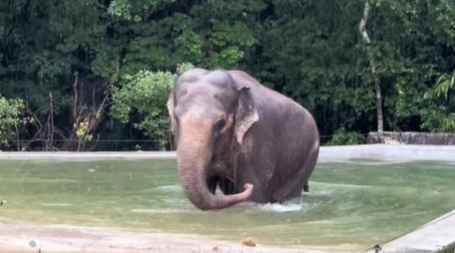 Slonica Ganga iz ZOO Ljubljana ima nov bazen – poglejte, kako ga je sprejela (foto: ZOO Ljubljana/Facebook/posnetek zaslona)