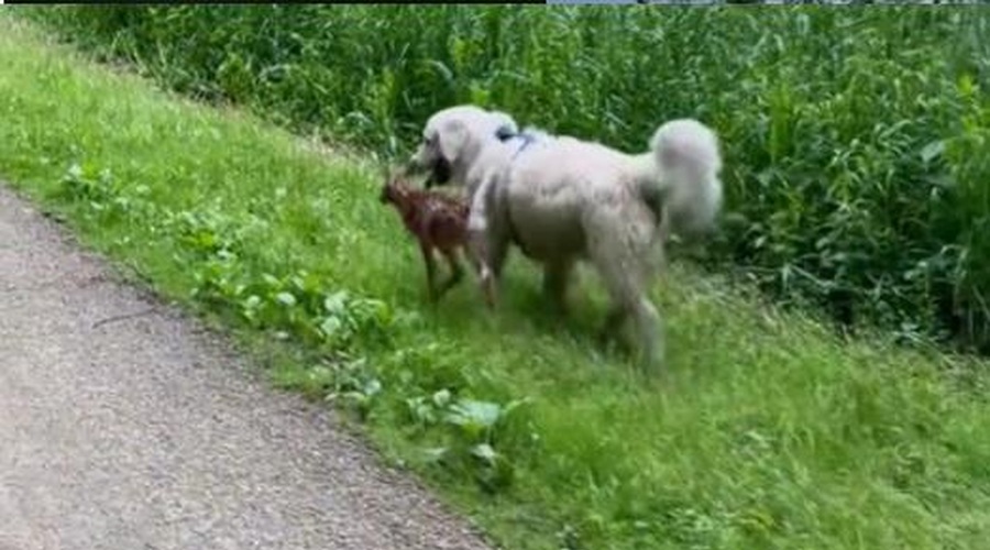 Običajen sprehod s psom se je spremenil v nepozabno doživetje (ki pa ima tudi temno plat) (foto: Tik Tok/posnetek zaslona)
