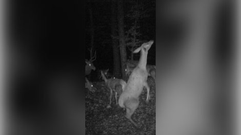 Nenavaden prizor iz Hrvaške: “Ko pade noč, se zabava začne”