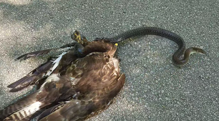 VIDEO: Osupljiv posnetek boja na življenje in smrt med kanjo in navadnim gožem (kača ni hotela postati zajtrk) (foto: Facebook/Dušan Klenovšek/posnetek zaslona)