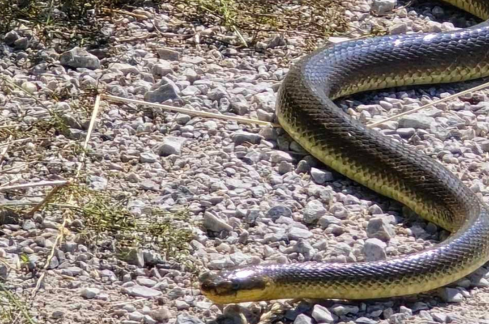 Sprehajalec na Piramidi v Mariboru posnel ogromno kačo – kaj storiti v takšni situaciji? (VIDEO) (foto: Facebook Boris Radevski)