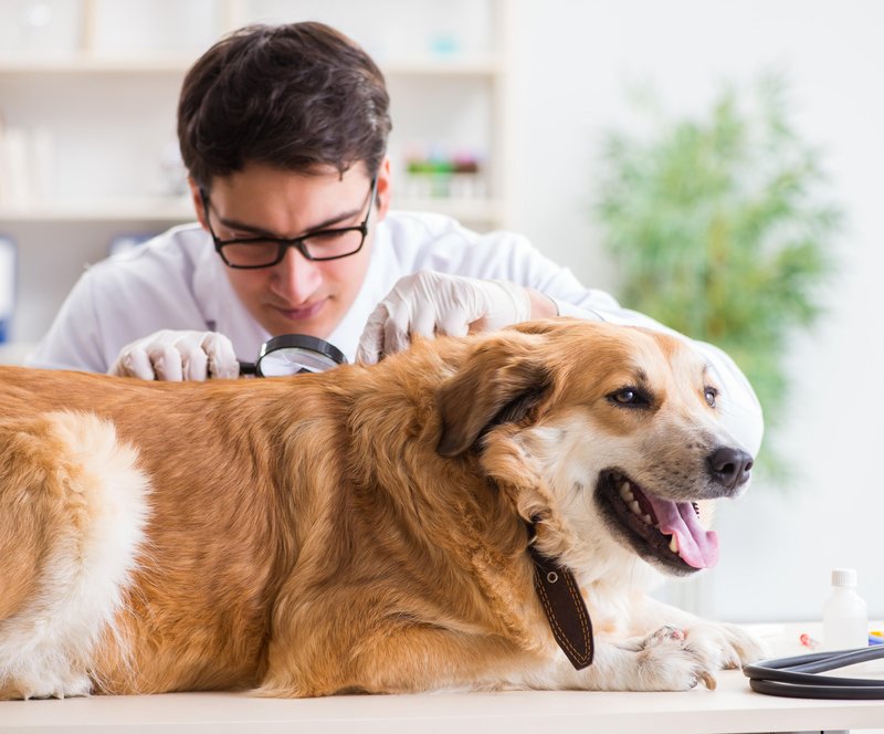 Glede zaščite se je najboljše posvetovati z izbranim veterinarjem.