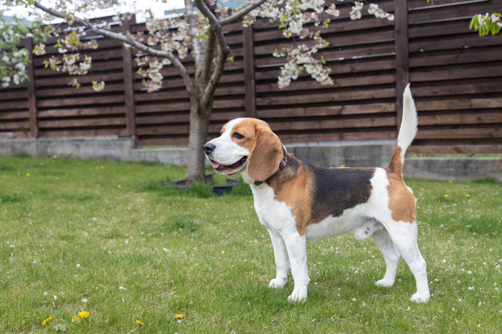Ste že kdaj slišali za sindrom zlomljenega repa pri psu? (Bi ga znali ...