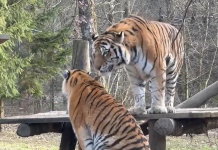 živali ZOO Ljubljana tiger sibirski tiger živalski vrt