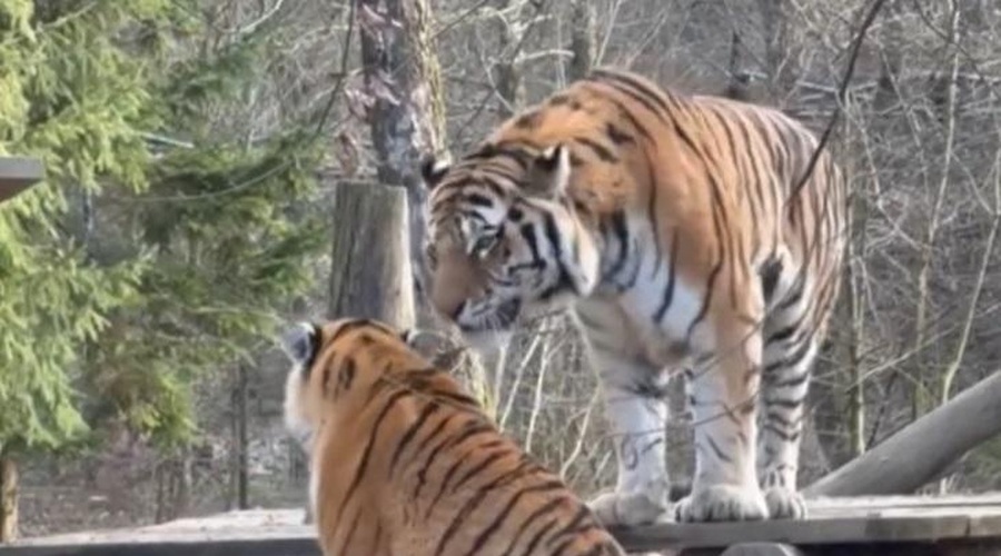 Slovo dveh sibirskih tigrov iz ZOO Ljubljana: Srečno Vita in Botsman! (foto: ZOO Ljubljana/Facebook/posnetek zaslona)