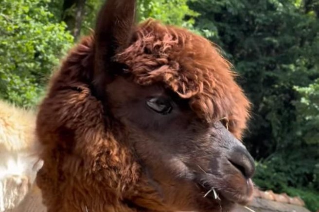 živali alpake ZOO Ljubljana poletje visoke temperature