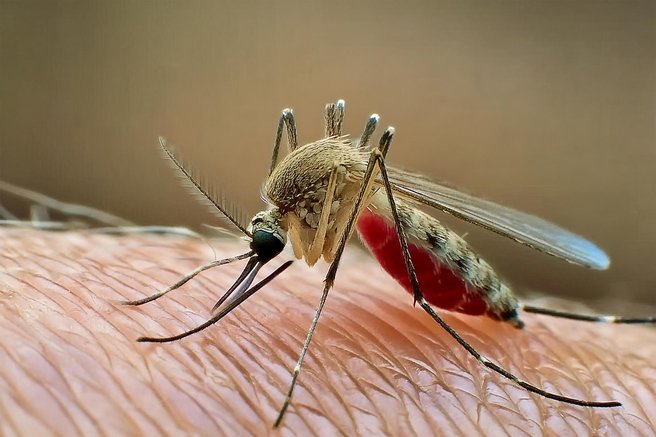 živali komar tigrasti komar bolezen denge