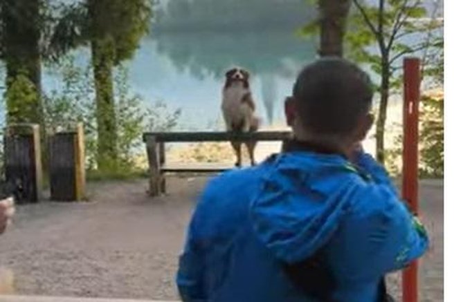 živali pes avstralski ovčar Bled