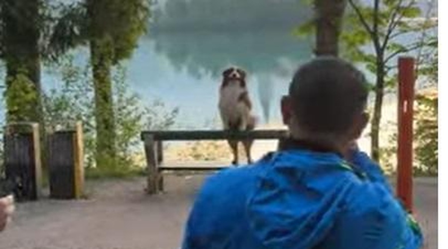 Ne jezero in otoček, turisti si bodo Bled zapomnili po prav posebnem kužku (kdo je Mana?) (foto: Youtube/posnetek zaslona/Voila Mana)