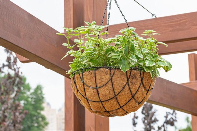 Če se želite znebiti nadležnih komarjev, na balkon postavite to rastlino