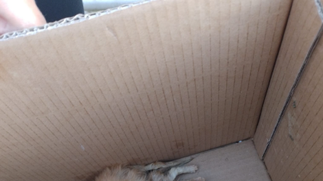 Človeška zloba ne pozna meja: v škatlo odvrgel majhna bitjeca in jih prepustil kruti usodi (FOTO)