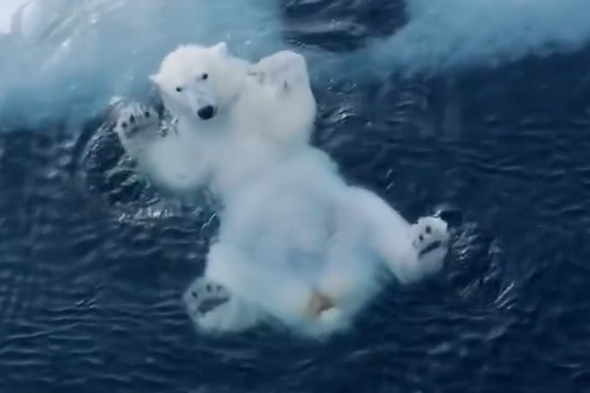 Posnetek, ki vam bo vzel sapo: prikupnega polarnega medveda posneli, kako se ... (VIDEO)