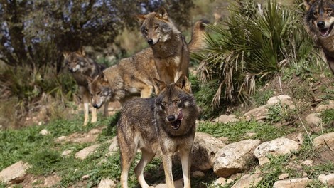 volk