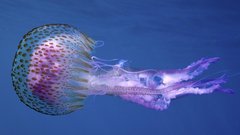 meduza meduza mesečinka