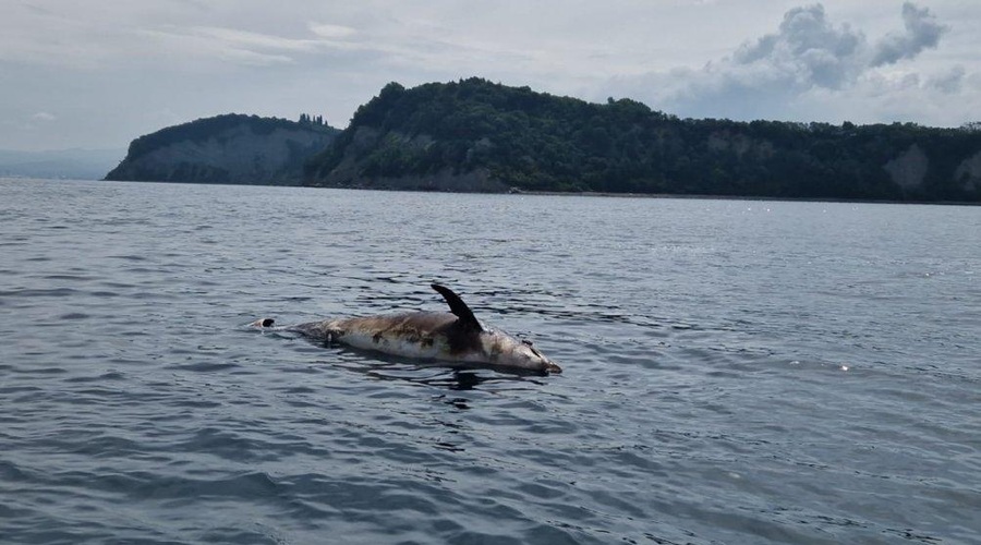 Grozljivo: mrtev delfin, ki so ga našli pri Strunjanu, je bil ustreljen s strelnim orožjem (foto: Facebook Strunjan)