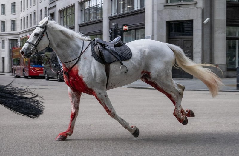 Fotografija iz podobnega pobega konj, ki se je zgodil konec aprila.