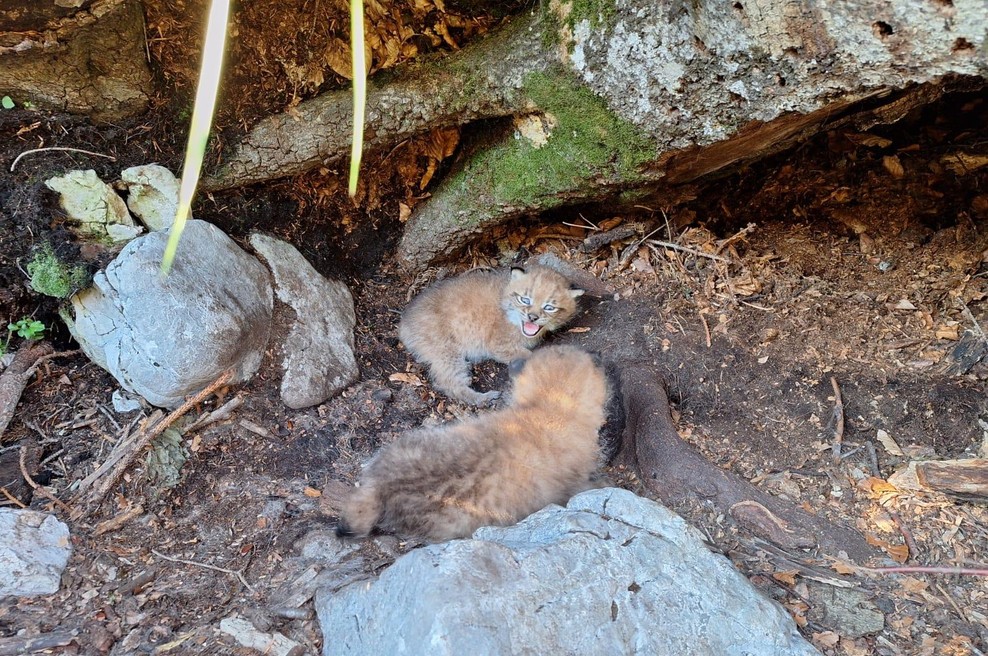 Prisrčno: poglejte mladičke teh ogroženih živali čisto od blizu! (FOTO) (foto: Facebook Life Lynx)