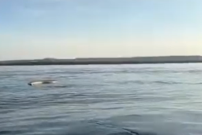 mrtva pošast jezero brazilija video