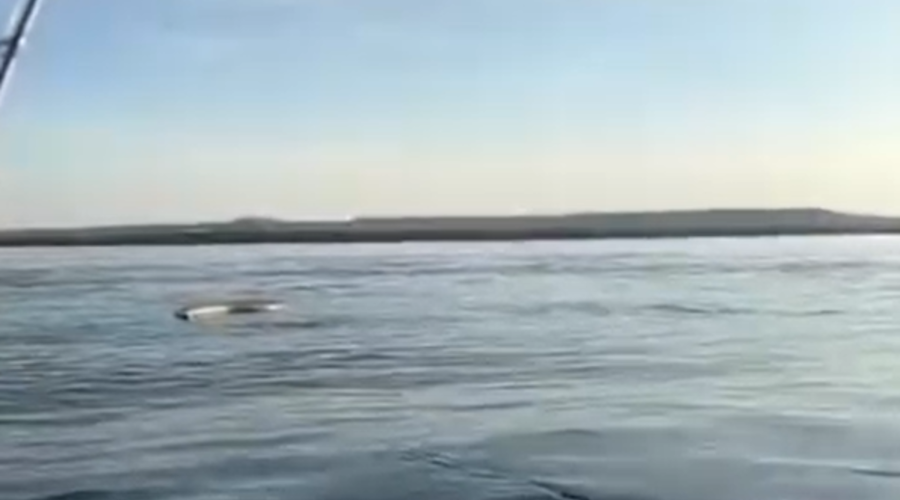 Voda naplavila mrtvo pošast: moški med ribolovom naletel na grozljiv prizor in ga posnel (VIDEO) (foto: Facebook/posnetek zaslona)