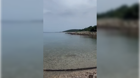 Na Hrvaškem snemal delfine, a posnel presenečenje: “Šla je naravnost proti meni”