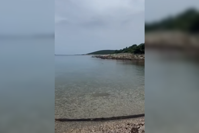 Na Hrvaškem snemal delfine, a posnel presenečenje: “Šla je naravnost proti meni”