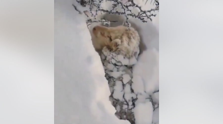 Šokantni prizori hudega trpljenja ubogih živali: kmetje posneli, kako so do vratu ujete v ... (VIDEO) (foto: posnetek zaslona/Facebook)