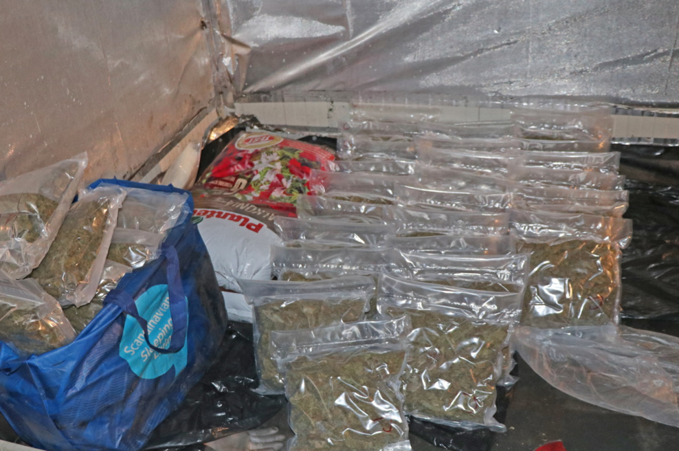 Policisti stopili na prste kriminalcem, ki so imeli enega največjih laboratorijev za gojenje konoplje v državi (foto: PU Nova Gorica)