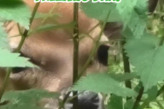 živali ogrožene vrste indokitajska sika ZOO Ljubljana