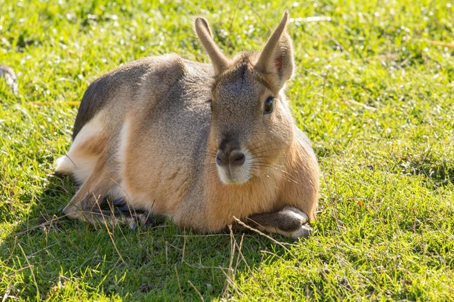 živali mara zajec pampski zajec ZOO Ljubljana