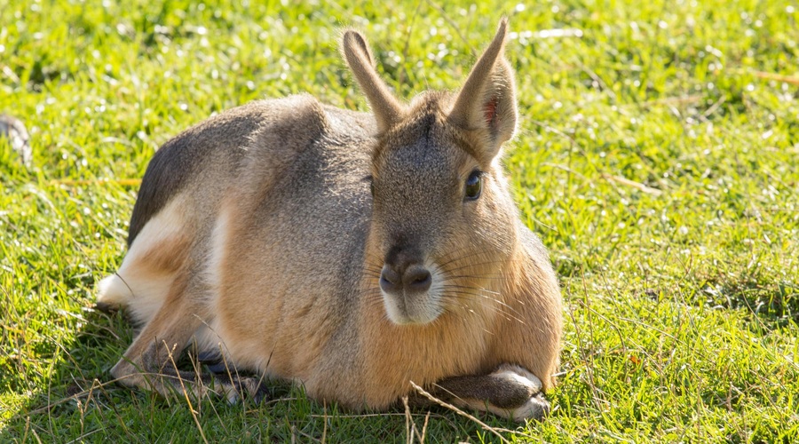 V ZOO Ljubljana živijo sorodniki morskega prašička, ki tehtajo več kot 8 kilogramov! (foto: Profimedia)