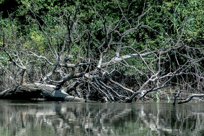 Drava