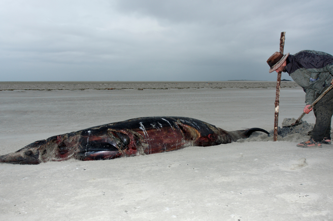 kit