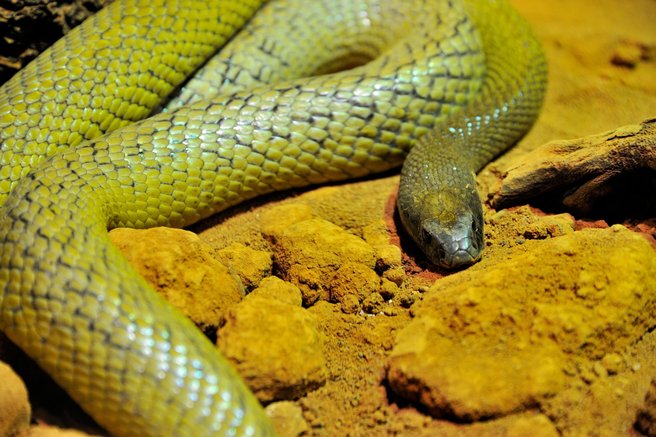 živali kača strupena kača najbolj strupene kače