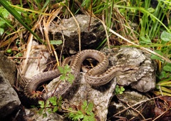 Z golimi rokami se je lotil kače, ki se je skrila med kamne na dvorišču, kamere pa so vse zabeležile